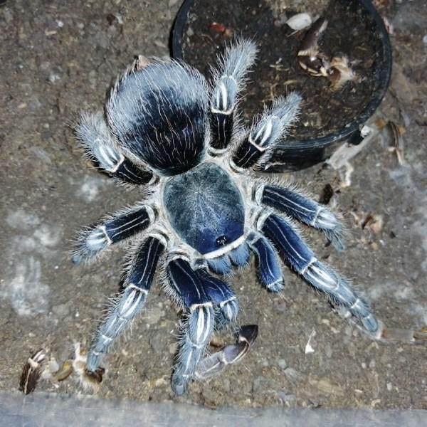 蓝哥斑蜘蛛蓝色哥斯达黎加斑马脚蜘蛛活体蜘蛛宠物蜘蛛捕鸟蛛爬宠