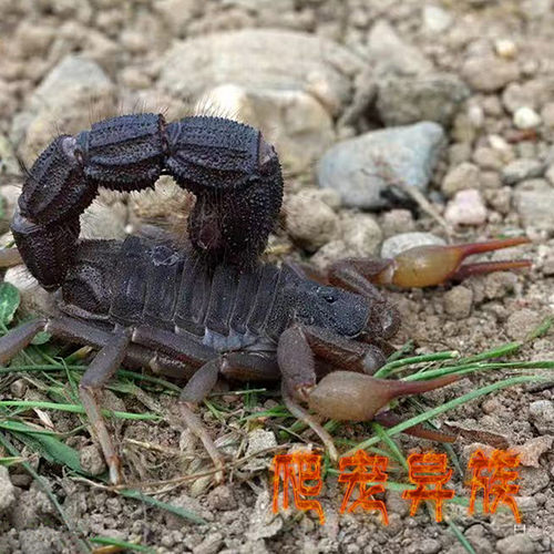 南非黑粗尾蝎新手沙漠蝎入手品种推荐好饲养品种黑粗尾蝎宠物蝎子