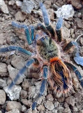 智利蓝焰老虎尾Euathlus tigre esmeralda 温顺类蜘蛛收藏款