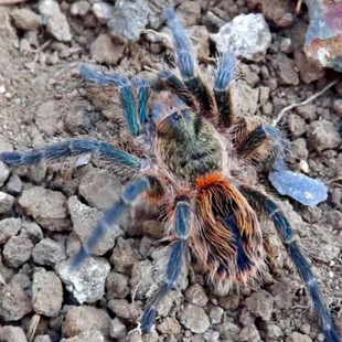 温顺类蜘蛛收藏款 esmeralda tigre 智利蓝焰老虎尾Euathlus