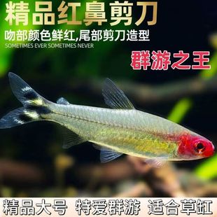红鼻剪刀鱼群游观赏鱼热带鱼灯科鱼草缸淡水宠物鱼小型鱼好养耐活