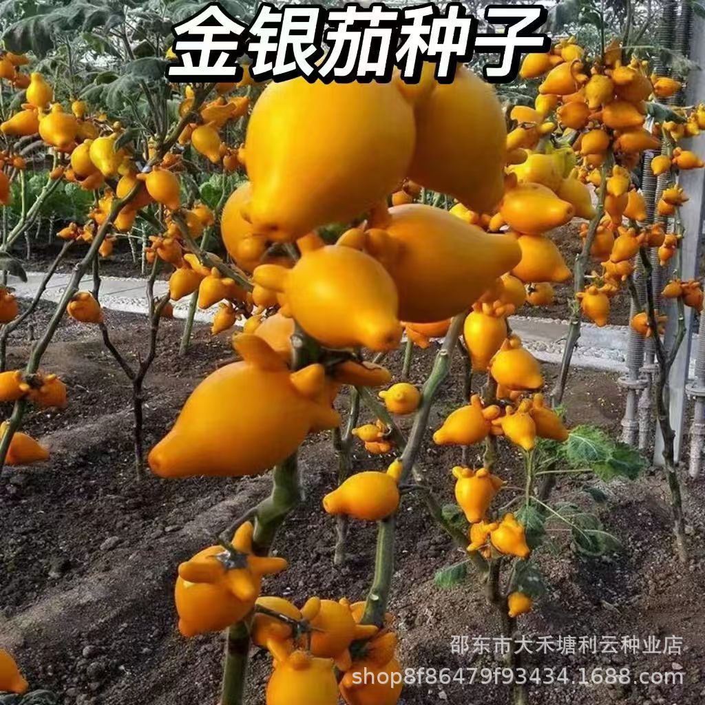 金银茄种子乳茄种子五指茄种籽观赏盆栽五代同堂黄金果春季四季籽