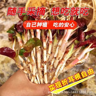 鱼腥草种子折耳根种籽云南贵州四川蔬菜原装四季蔬菜种子大全