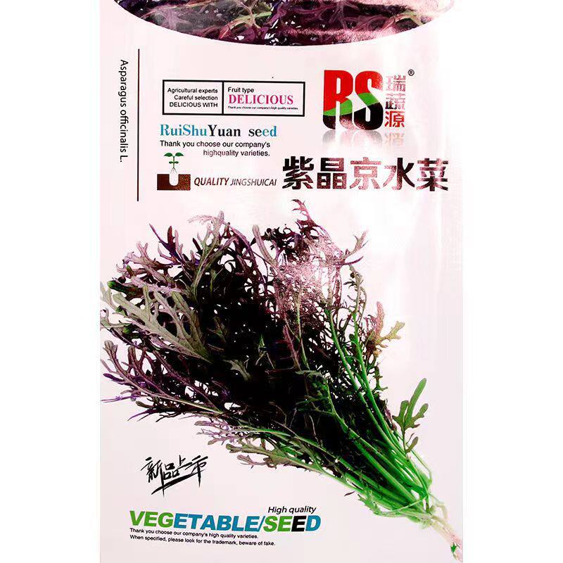 紫晶京水菜种子四季青菜丰产保健特色蔬菜种子紫水晶菜种子