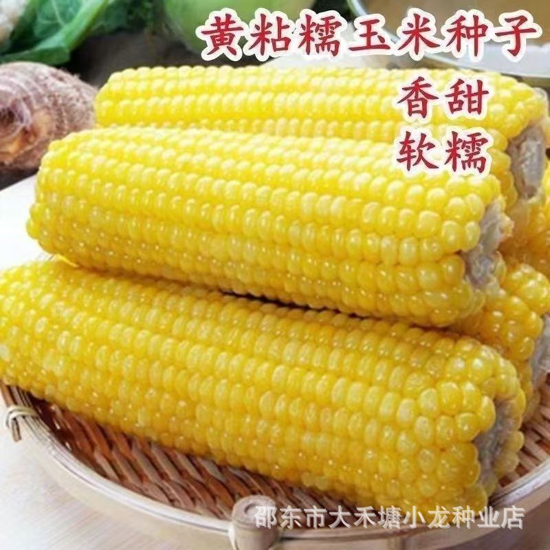 昕糯628玉米籽甜加糯黏玉米种子早熟糯粘非转基因口感佳杂交高产