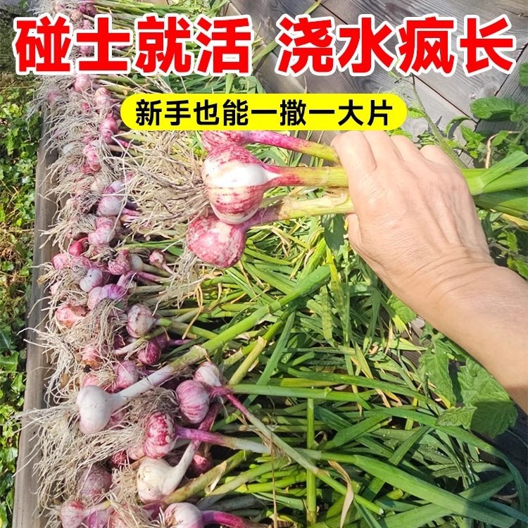 独头蒜种子云南紫皮独蒜头珍珠蒜红皮大蒜蒜苗种原装种子蔬菜