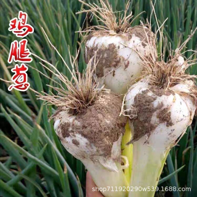 高白鸡腿大葱种子大葱种子鸡腿葱大头葱种子辣味浓厚家庭露地种子