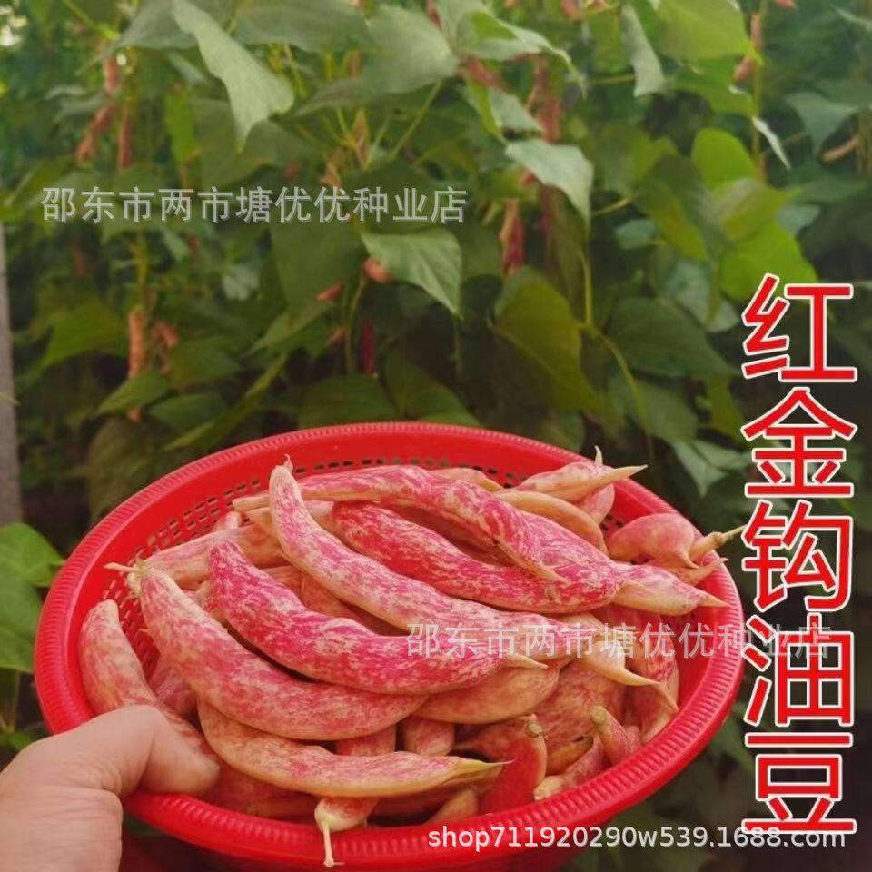 红金钩豆角种子东北黄金钩豆角种子油豆秋季芸豆种籽架豆四季播种