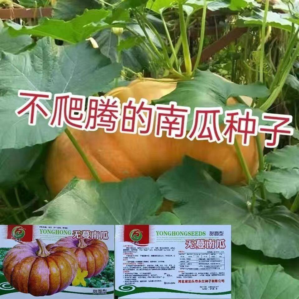 无蔓南瓜种子甜面南瓜板栗味粉糯香甜栗南瓜种籽窝瓜种籽