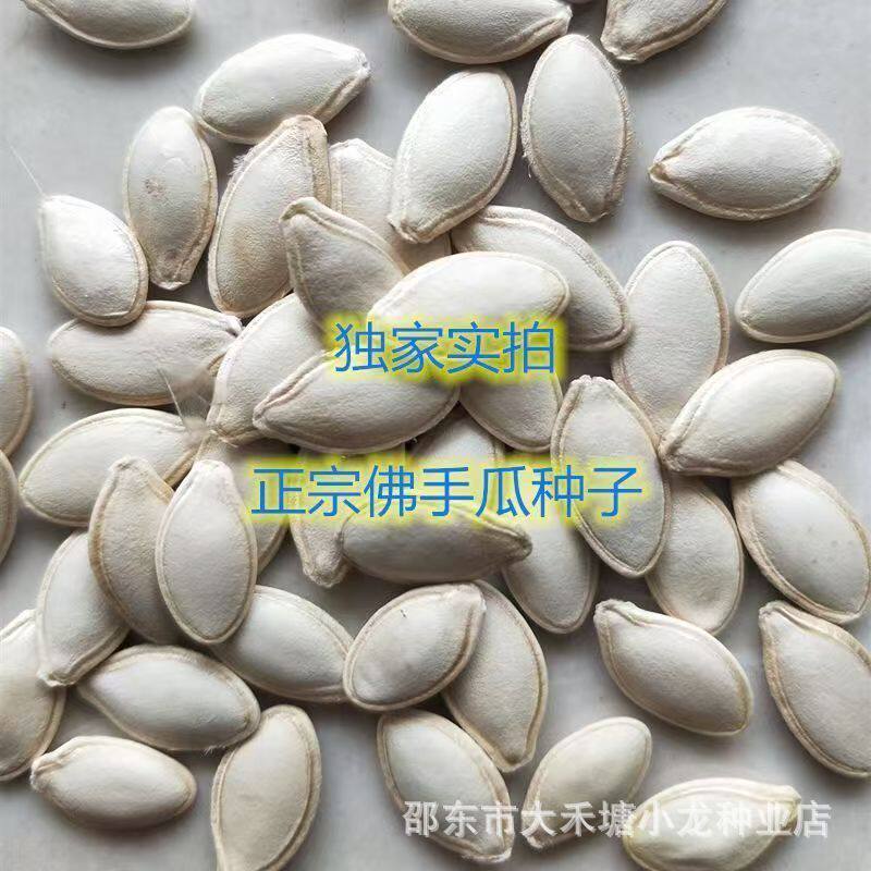 【新种上市】佛手瓜种子早熟特大佛手瓜蔬菜种子爬藤千金瓜种子