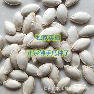 【新种上市】佛手瓜种子早熟特大佛手瓜蔬菜种子爬藤千金瓜种子