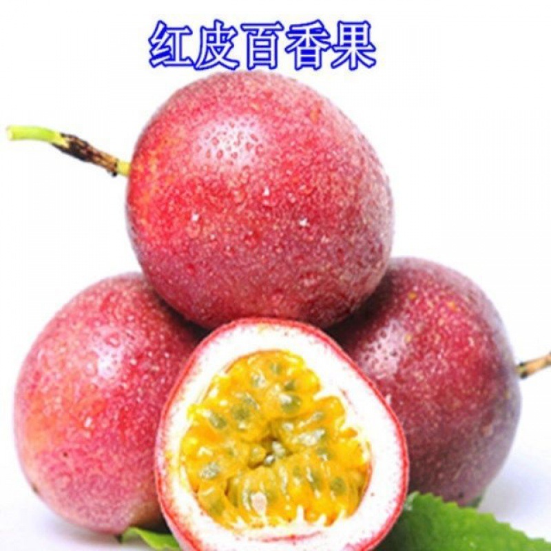 多年生西番莲种子鸡蛋果种苗阳台爬藤水果籽巨无霸黄金百香种球