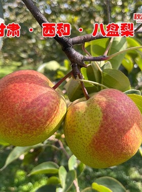 西和八盘梨甘肃特产新鲜水果5斤10斤包邮