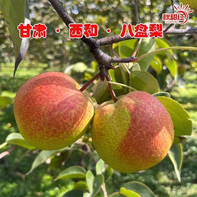 西和八盘梨甘肃特产新鲜水果5斤10斤包邮
