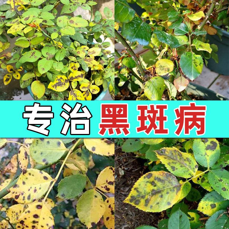 月季黑斑病专用药蔷薇玫瑰兰花卉植物黄叶白粉杀菌剂病虫害常用药
