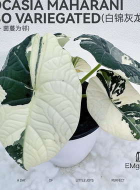白锦灰龙海芋 Alocasia Maharani Albo Variegated