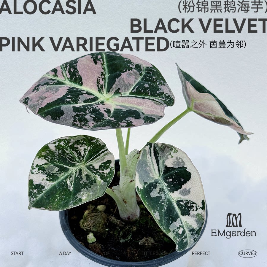 粉锦黑鹅海芋种球Alocasia Black Velvet Pink Variegated