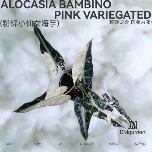 粉锦小仙女海芋种球 Alocasia Bambino Pink Variegated Bulb