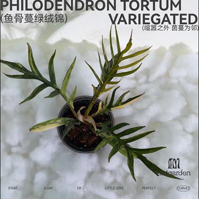 鱼骨蔓绿绒锦 Philodendron Tortum Variegated
