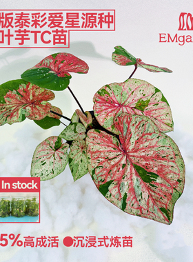 爱星彩叶芋/超级恒彩叶芋/猩红玛丽彩叶芋/TC苗
