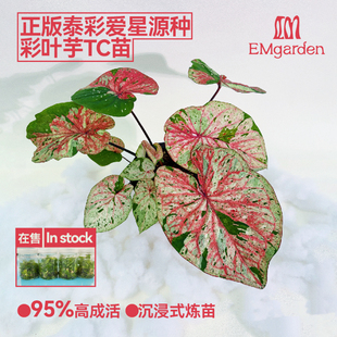 爱星彩叶芋/超级恒彩叶芋/猩红玛丽彩叶芋/TC苗