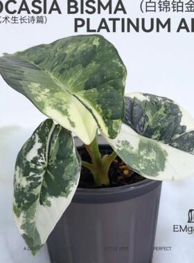 EMgarden|白锦铂金海芋 Alocasia Bisma Platinum Albo