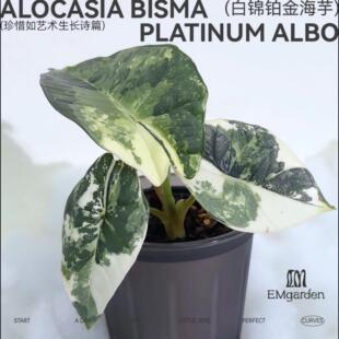 EMgarden|白锦铂金海芋 Alocasia Bisma Platinum Albo