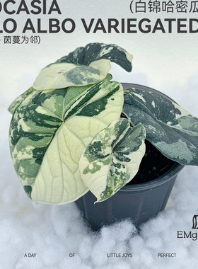 白锦哈密瓜海芋 Alocasia Melo Albo Variegated