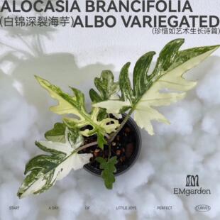 EMgarden|白锦深裂海芋 Alocasia Brancifolia Albo Variegated