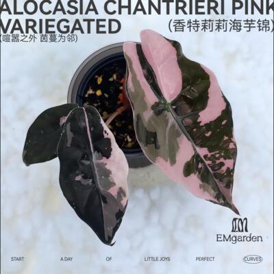 香特莉莉海芋锦 Alocasia Chantrieri Pink Variegated