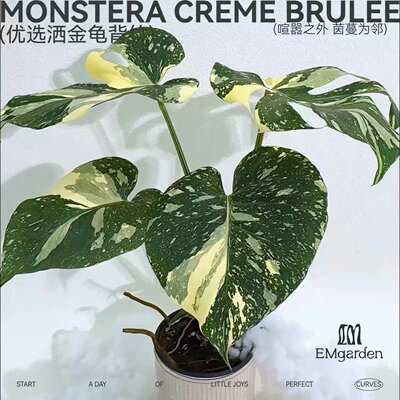 优选洒金龟背竹 Monstera Thai Constellation Pro