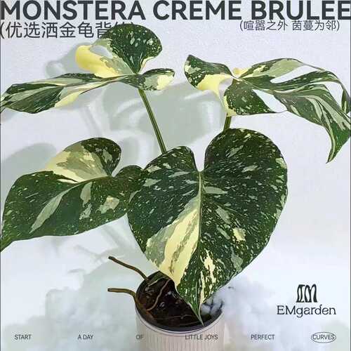 优选洒金龟背竹 Monstera Thai Constellation Pro