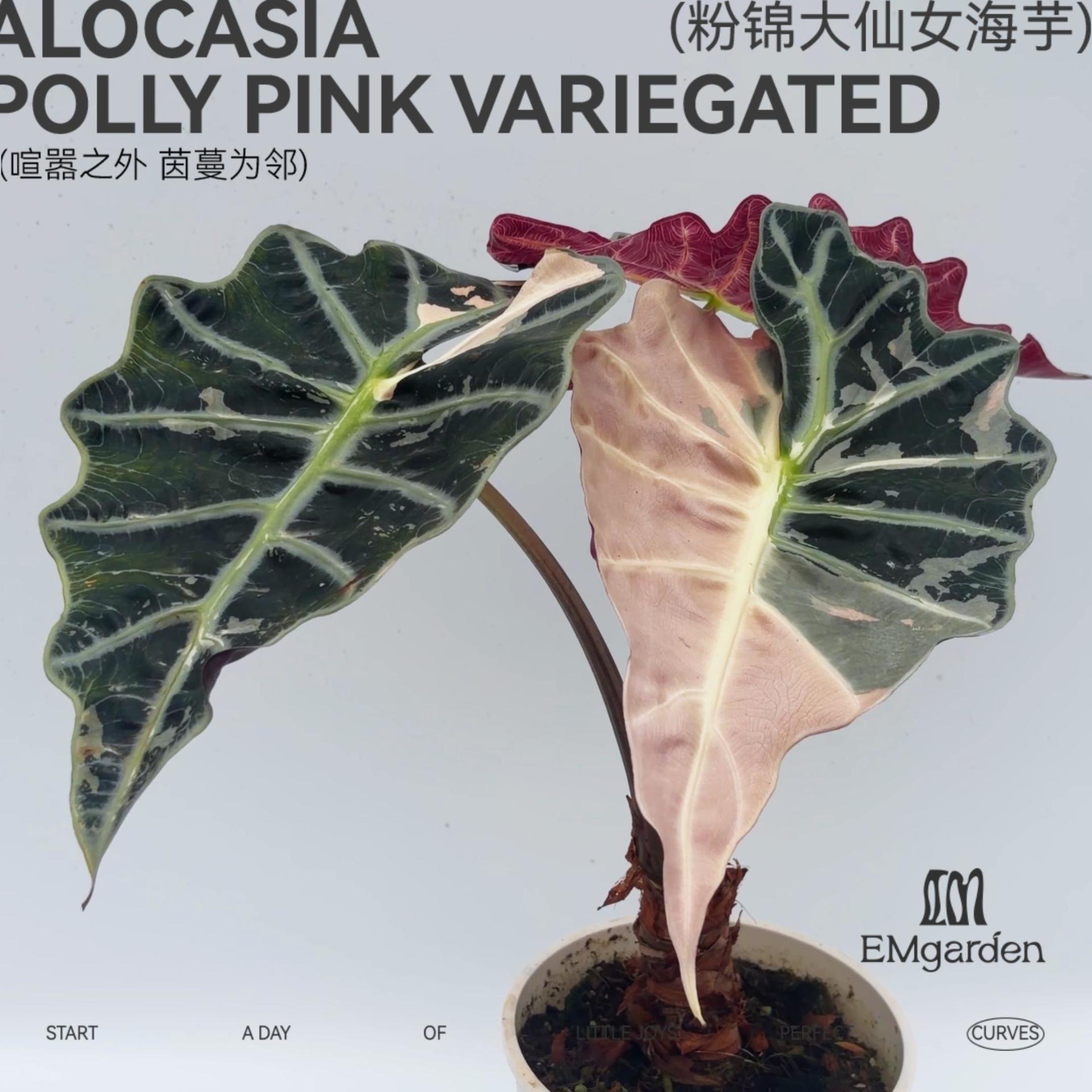 粉锦大仙女海芋种球 Alocasia Polly Pink Variegated Bulb图片