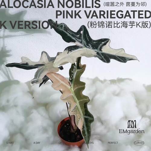 粉锦诺比K版种球Alocasia Nobilis Pink Variegated K Version