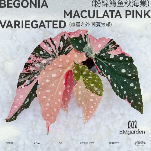 粉锦鳟鱼秋海棠 Begonia Maculata Pink Variegated