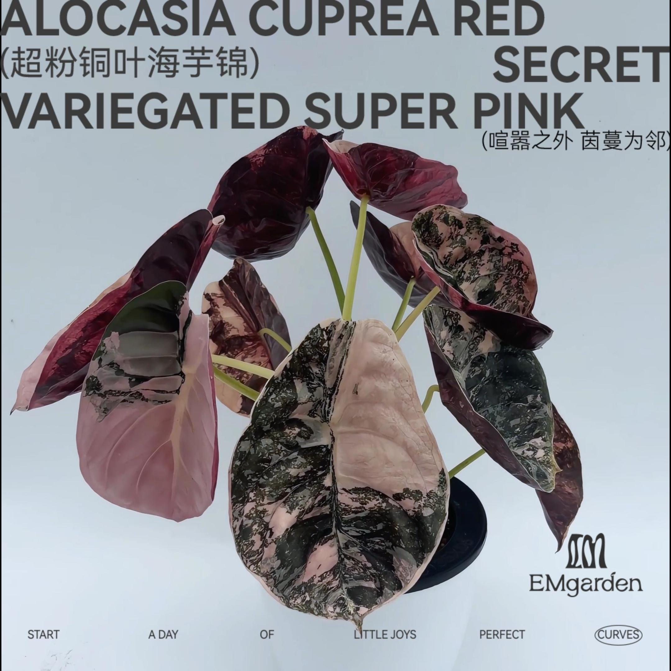 EMgarden|超粉铜叶海芋锦图片