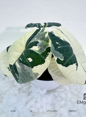 白锦灰龙海芋种球 Alocasia Maharani Albo Variegated
