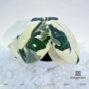 白锦灰龙海芋种球 Alocasia Maharani Albo Variegated