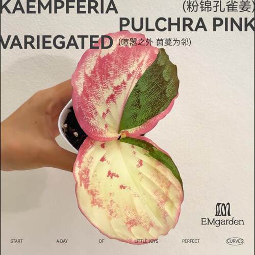 粉锦孔雀姜  Kaempferia Pulchra Pink Variegated
