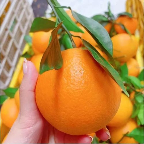 橙子新鲜重庆开州脐橙农家自种