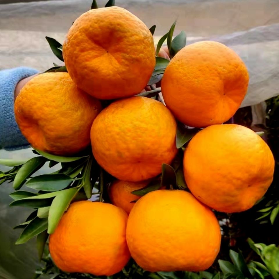 新鲜重庆椪柑自种果园直发椪柑