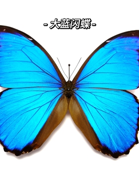 大蓝闪蝶A1展翅真蝴蝶标本相框成品展示罕见蓝色情侣原蝶礼物摆件