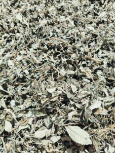 云南纯天然干货野坝子野香薷小坝子中药材清热正品野坝子茶