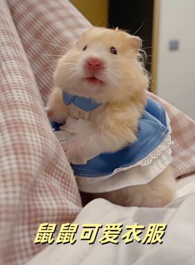 仓鼠专用衣服金丝熊迷你服装小裙子四季通用宠物荷兰猪装扮服饰品
