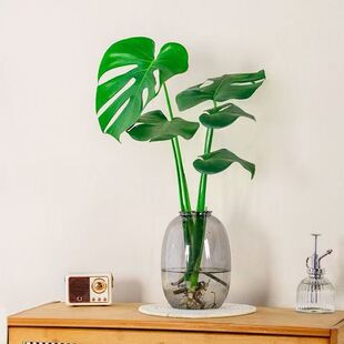 开背龟背竹水培室内客厅绿植盆栽四季好养办公室桌面水养植物花卉