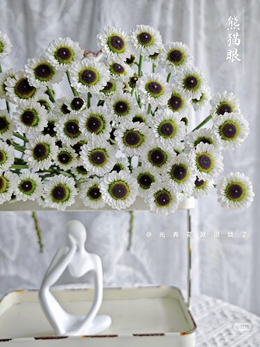 熊猫眼小菊10支 【不包邮需要拍邮费