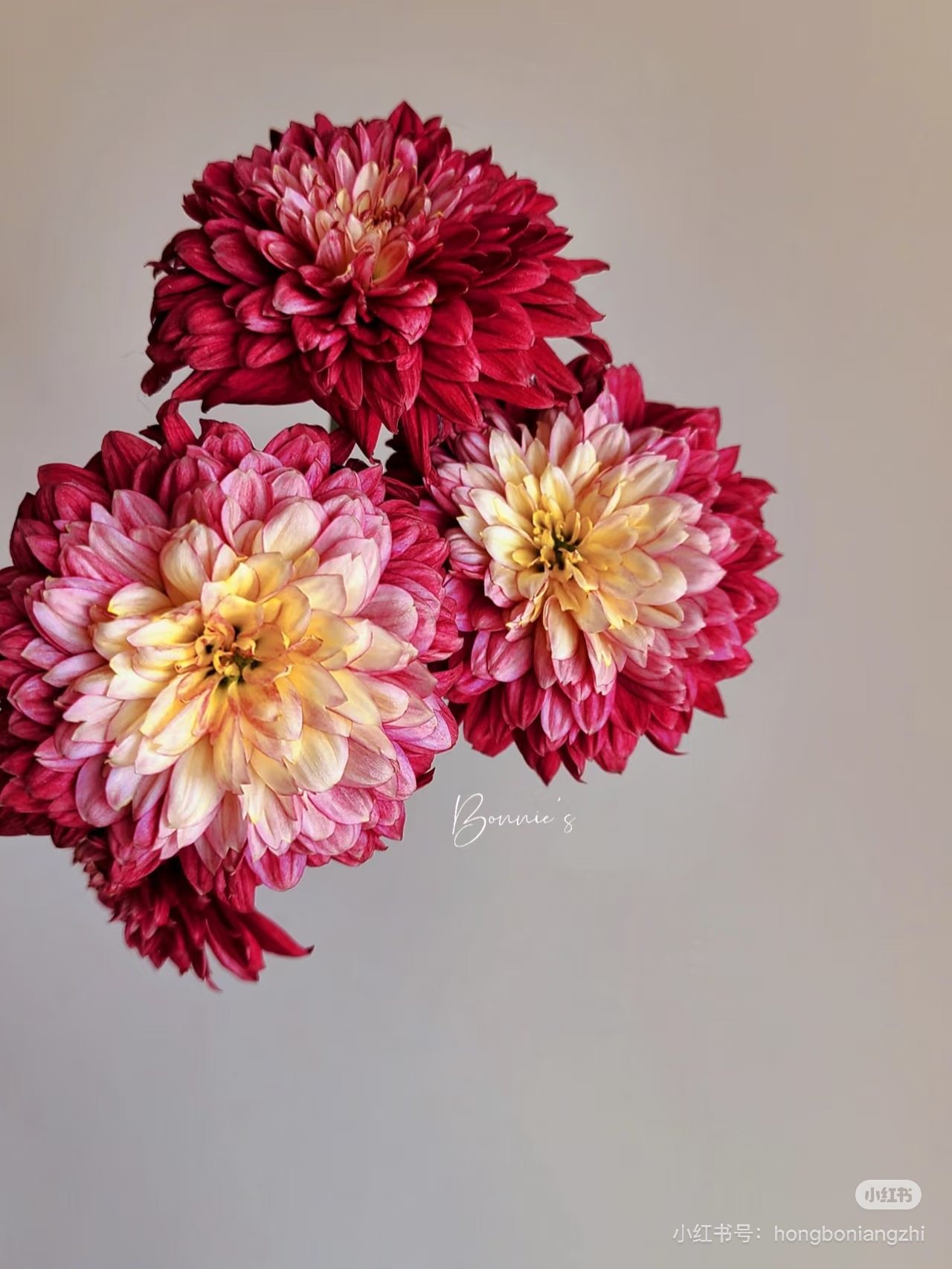 推荐】红丹特小菊10支 需要拍邮费