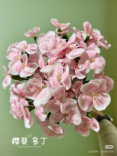 多头康乃馨18-20支。樱葵。需要拍邮费