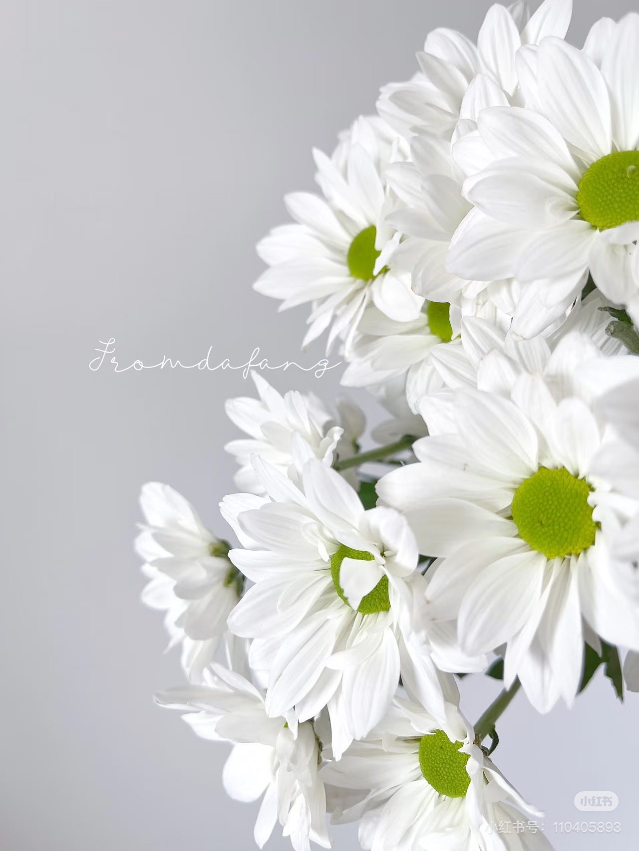 白）三纹鱼小菊10只 需要拍邮费