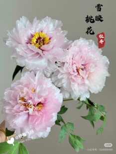 牡丹10枝 雪影桃花 需要拍邮费
